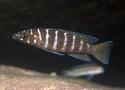 Neolamprologus cylindricus 'Kafungi'